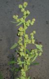 Chenopodium ficifolium. Верхушка плодоносящего растения. Окр. Томска, пойма Томи, днище песчаного карьера. 01.10.2009.