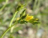 Linum czernjajevii. Соцветие с бутонами. Украина, г. Луганск, балка Калмыцкий яр, петрофитная степь на склоне юго-вост. эксп. с выходами мело-мергельных пород. 10.05.2016.