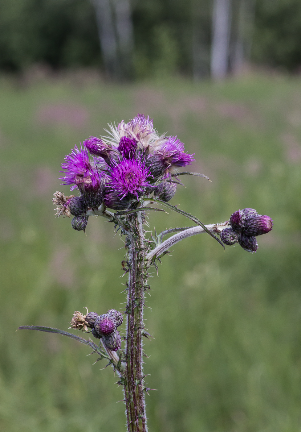 Изображение особи Cirsium palustre.