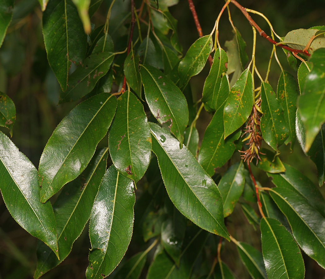 Image of Salix pentandra specimen.