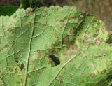 Alcea rugosa