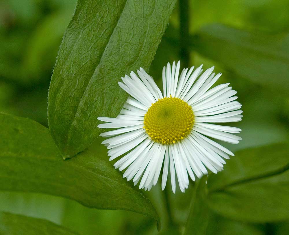 Изображение особи Erigeron annuus.