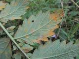 Agrimonia eupatoria. Часть листа (вид снизу) с поражениями ржавчинным грибом. Краснодарский край, Абинский р-н, окр. пос. Новый, у небольшой дороги. 08.09.2017.