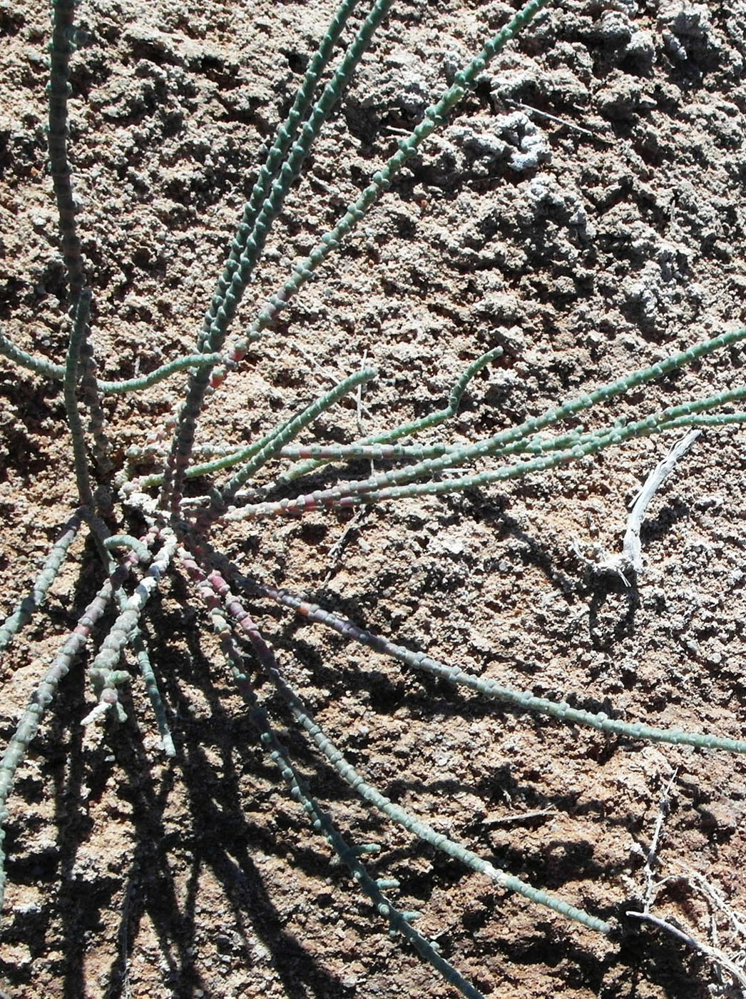 Изображение особи Halocnemum strobilaceum.