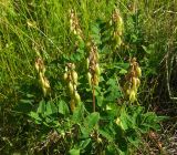 Astragalus frigidus