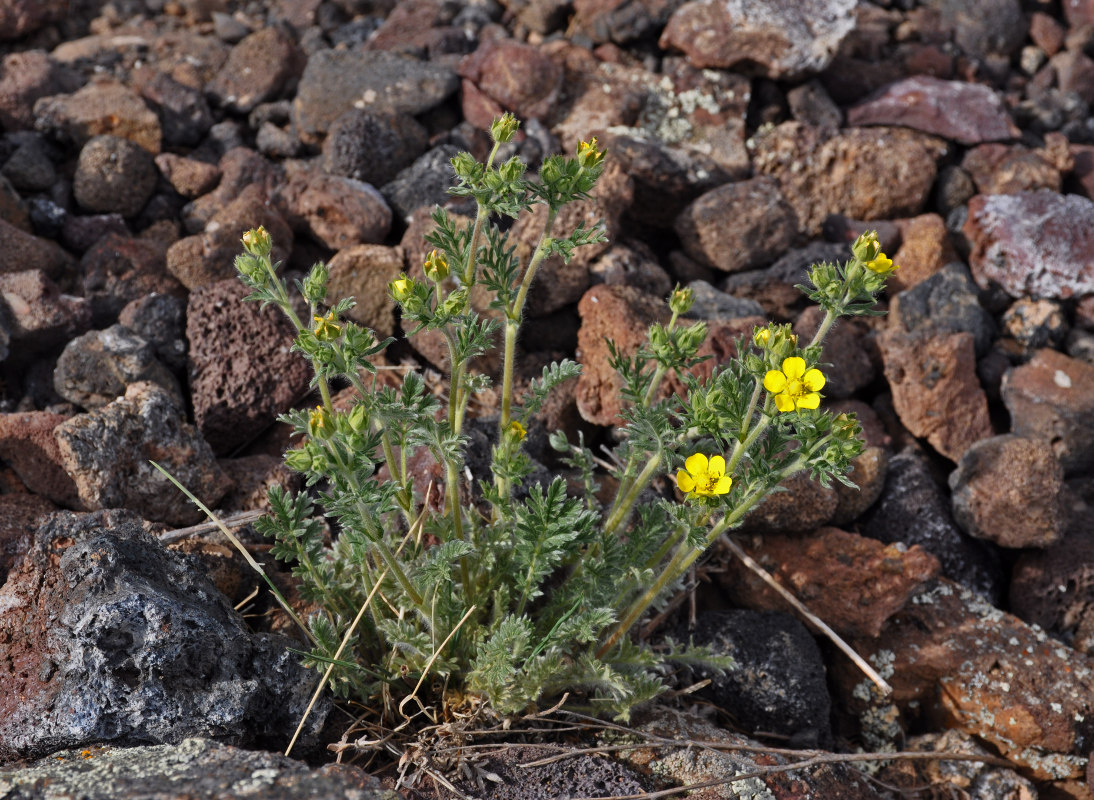 Изображение особи род Potentilla.