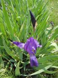 Iris aphylla. Цветущее растение. Иркутск, Иркутский р-н, дер. Позднякова, клумба. 24.06.2017.