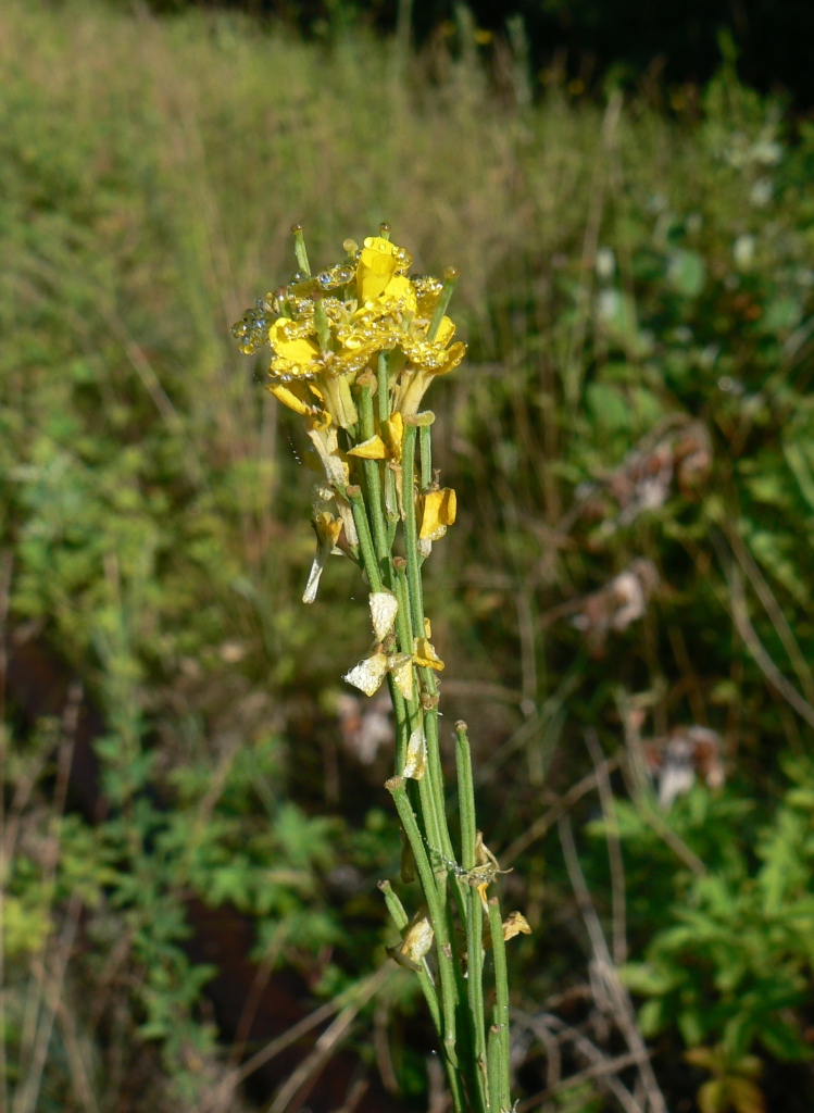 Изображение особи Erysimum hieraciifolium.