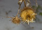 Carlina intermedia