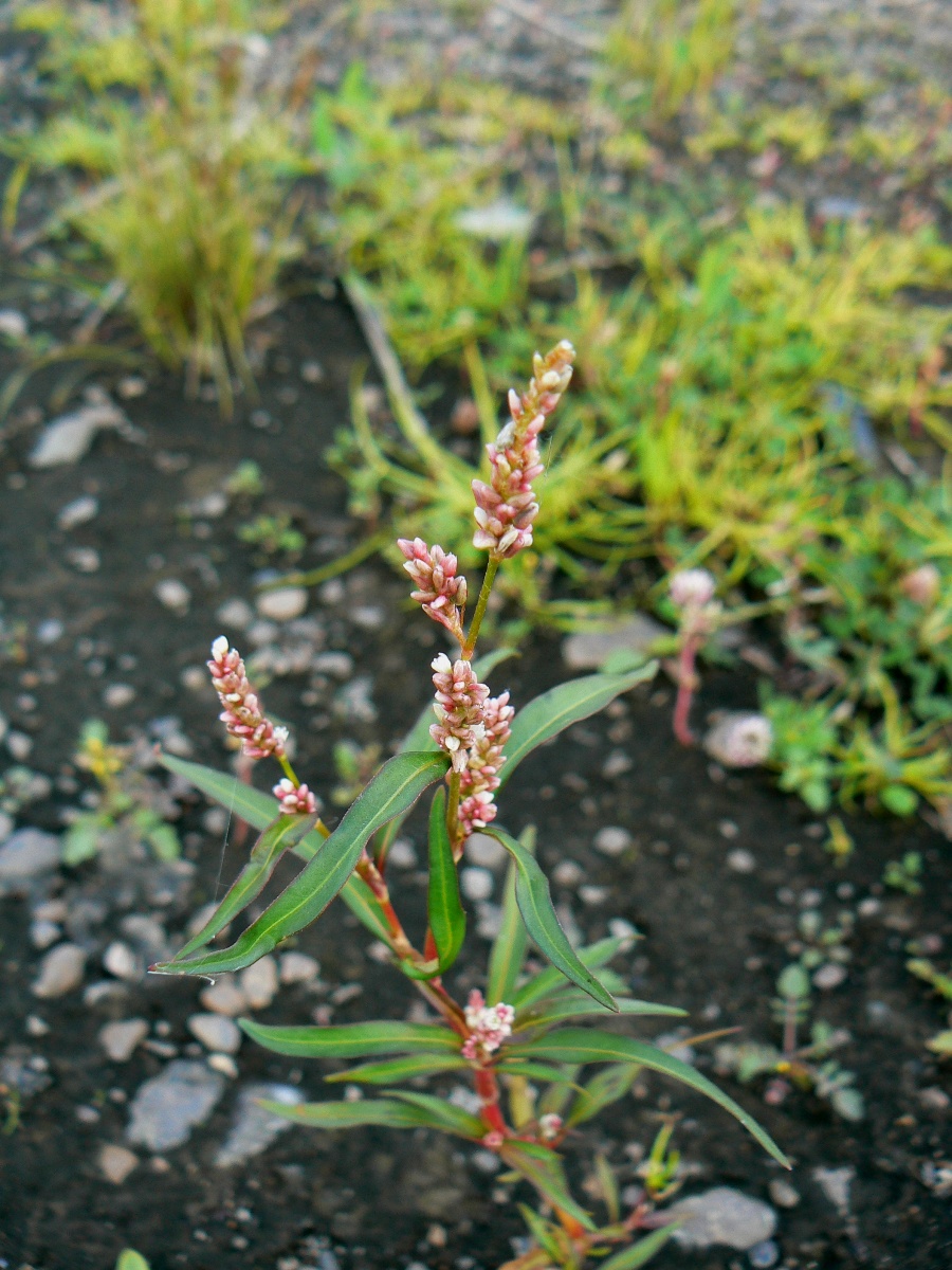 Изображение особи Persicaria minor.