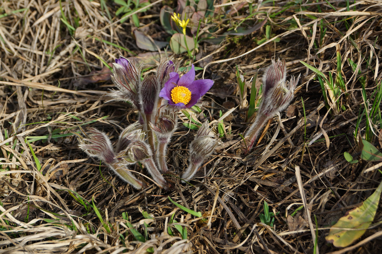 Изображение особи Pulsatilla multifida.