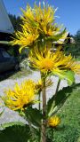 Inula helenium