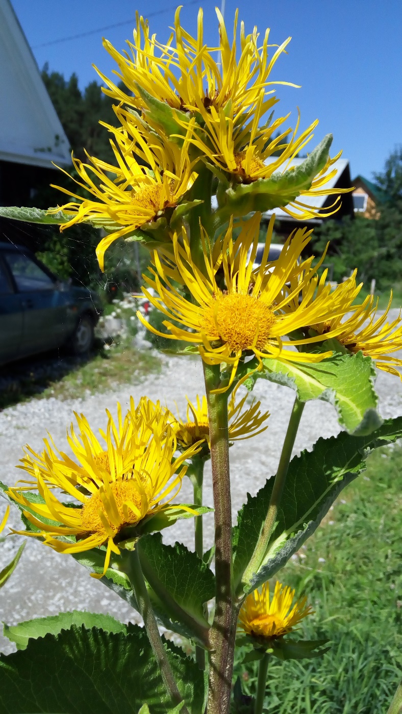 Изображение особи Inula helenium.