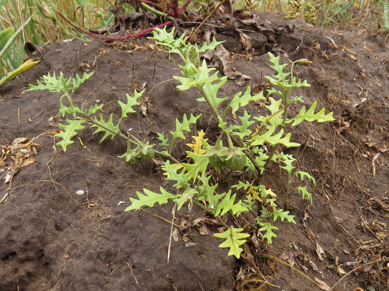 Изображение особи Solanum triflorum.