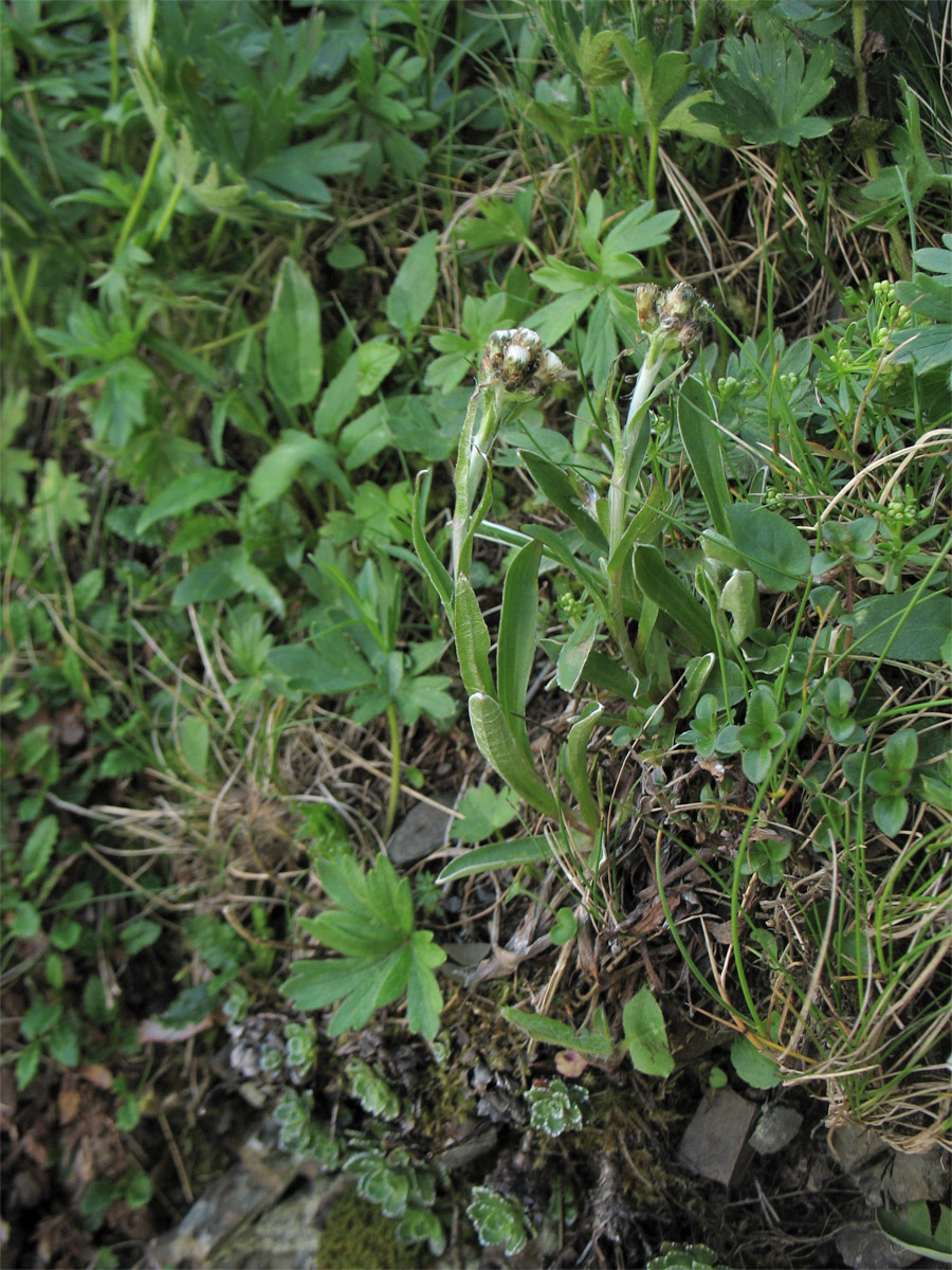 Image of Antennaria carpatica specimen.