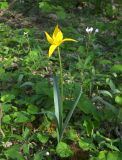 Tulipa biebersteiniana