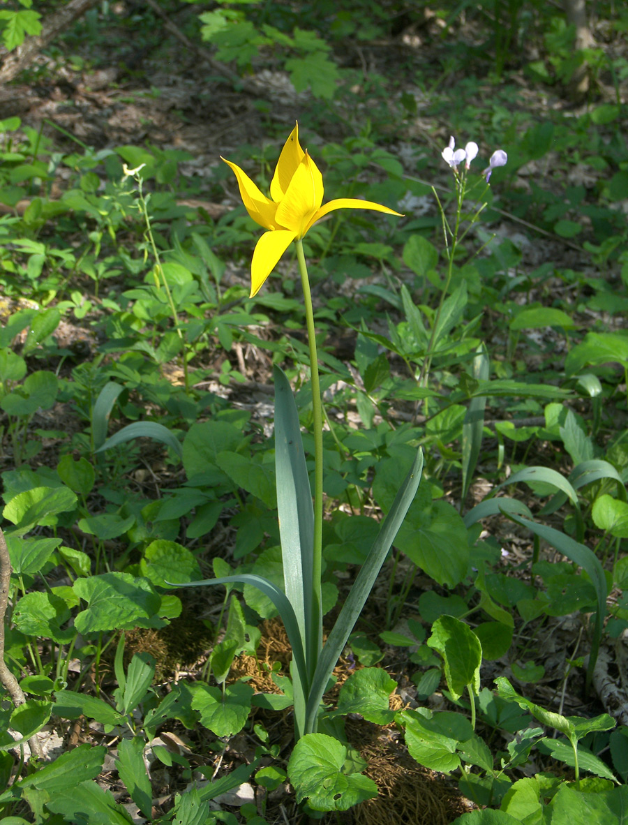 Изображение особи Tulipa biebersteiniana.