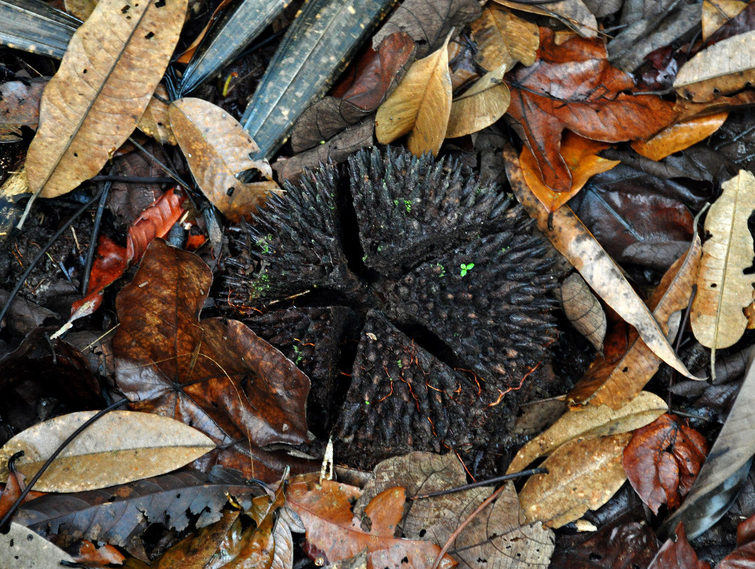 Изображение особи Coelostegia borneensis.