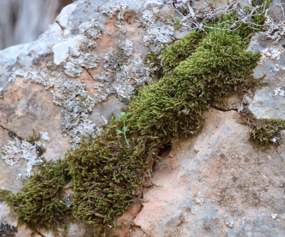 Image of division Bryophyta specimen.