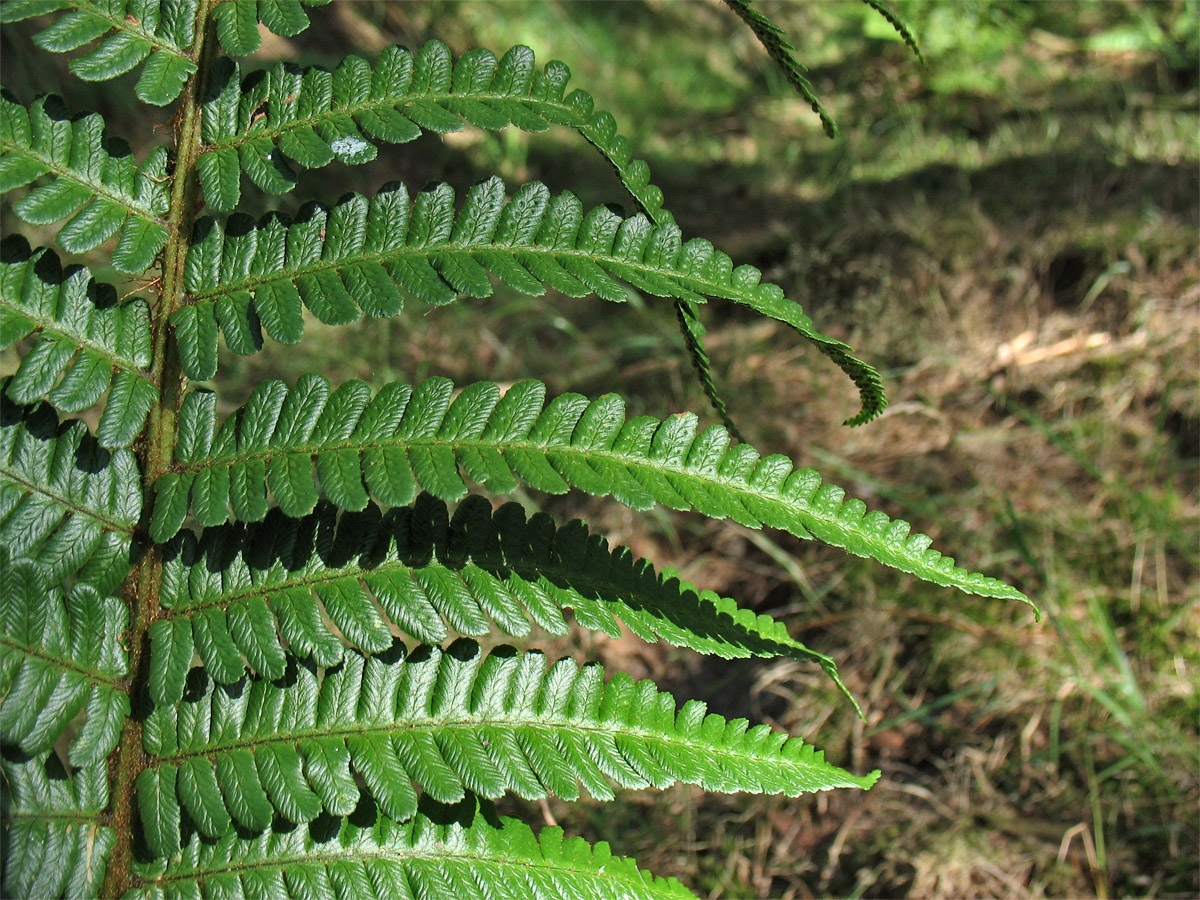 Изображение особи Dryopteris affinis.