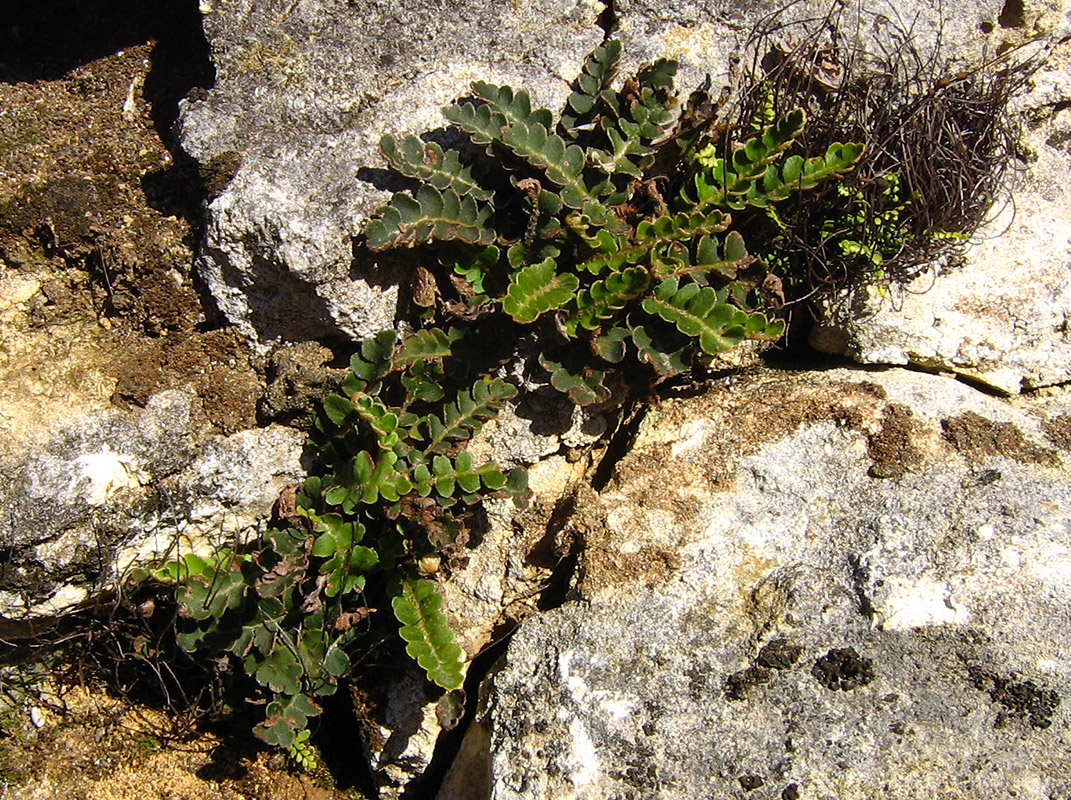 Изображение особи Ceterach officinarum.