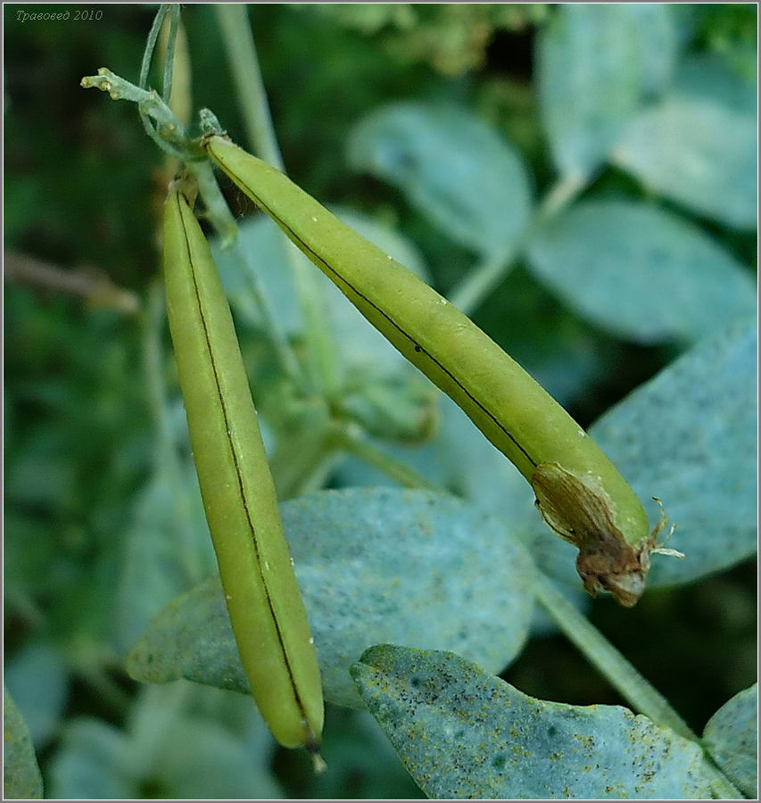 Изображение особи Lathyrus pisiformis.