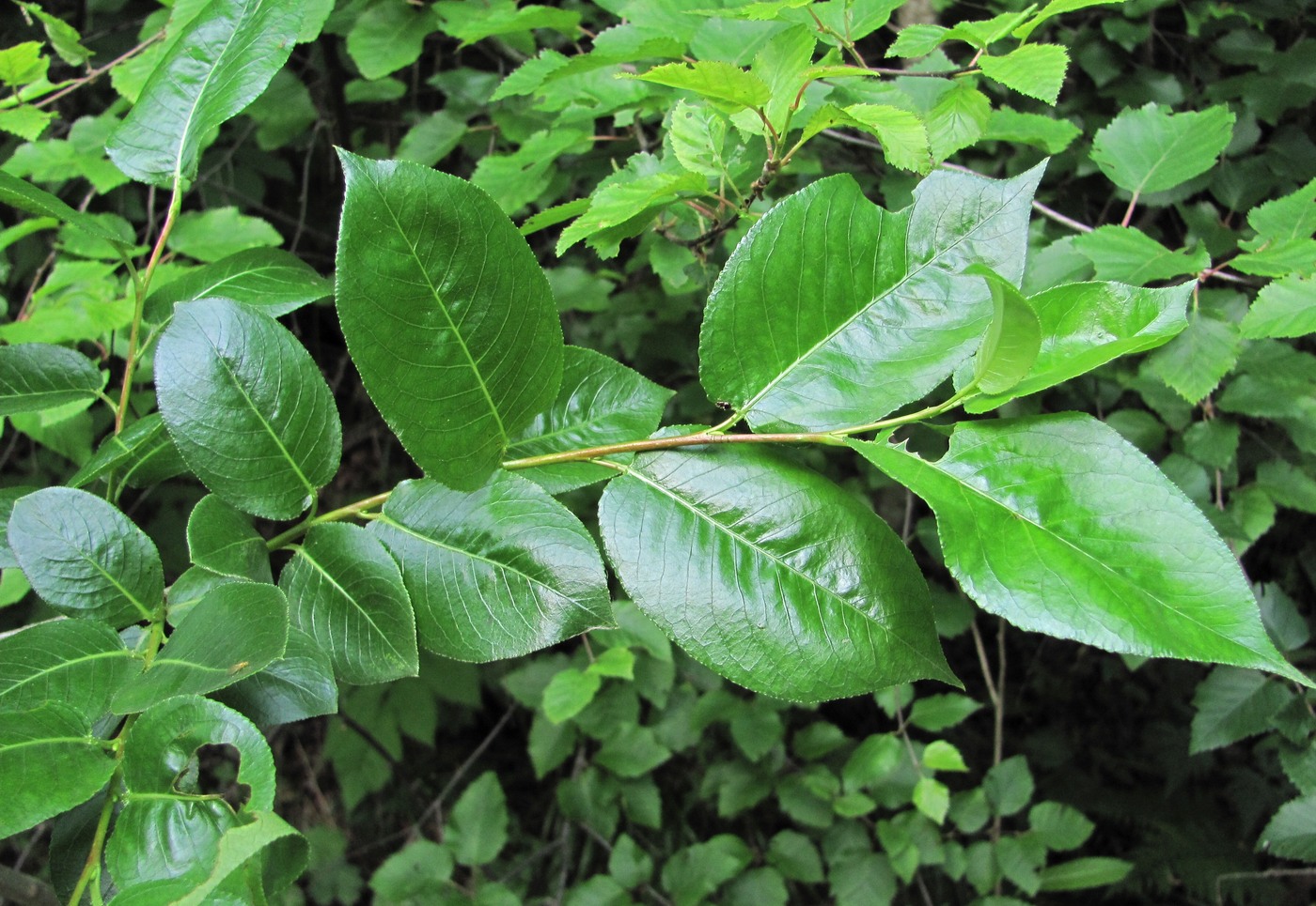 Изображение особи Salix pentandrifolia.