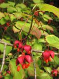 Euonymus maximowiczianus. Ветвь с плодами. ФРГ, Нижняя Саксония, Ольденбург, ботанический сад Ольденбургского университета. 1 сентября 2007 г.