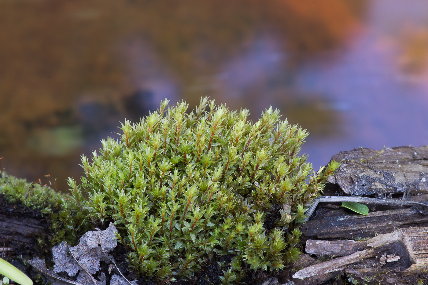 Изображение особи род Bryum.