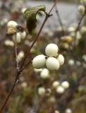 Symphoricarpos albus разновидность laevigatus. Соплодие. Йошкар-Ола, ул. Первомайская, цветник у часовни, в культуре. 20.11.2020.