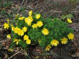 Adonis vernalis