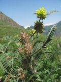 Astragalus maximus