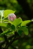 род Malus. Часть ветви с цветком. Краснодарский край, Лазаревский р-н, мкр-н Дагомыс, гора Успенка, обочина дороги. 03.05.2022.