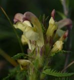 Pedicularis chroorrhyncha. Цветки. Республика Ингушетия, Джейрахский р-н, ур. Мухул, высота ок. 2200 м н.у.м., луг. 18 июня 2022 г.