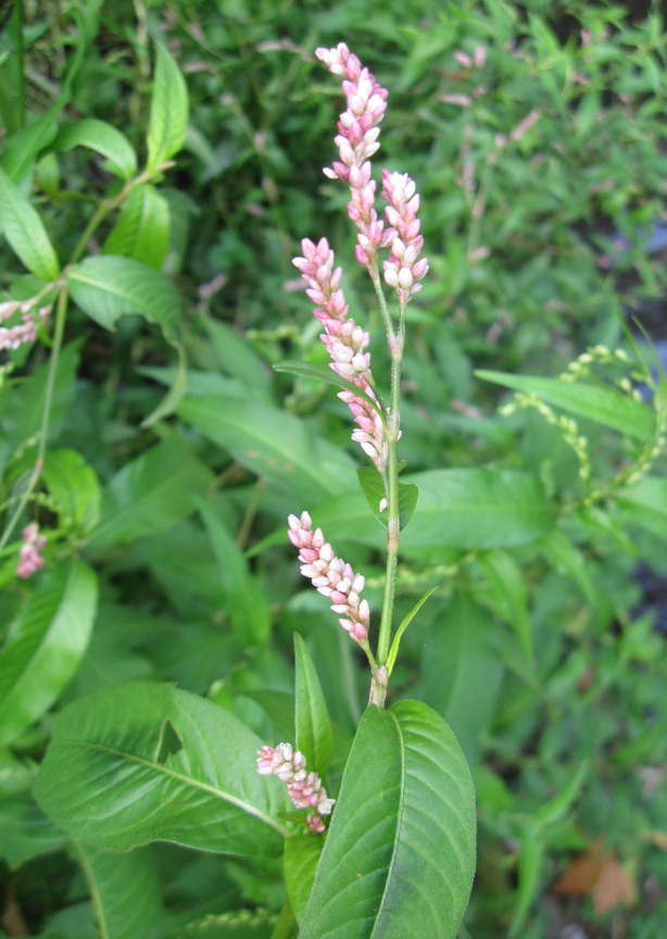 Image of Persicaria maculosa specimen.