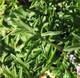 Scabiosa lachnophylla. Лист. Приморский край, Ольгинский р-н, окр. пос. Тимофеевка, мыс Четырёх Скал, олуговелый каменистый приморский склон. 02.09.2022.