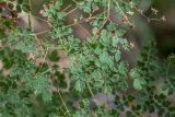 Thalictrum foetidum