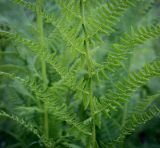 Athyrium filix-femina