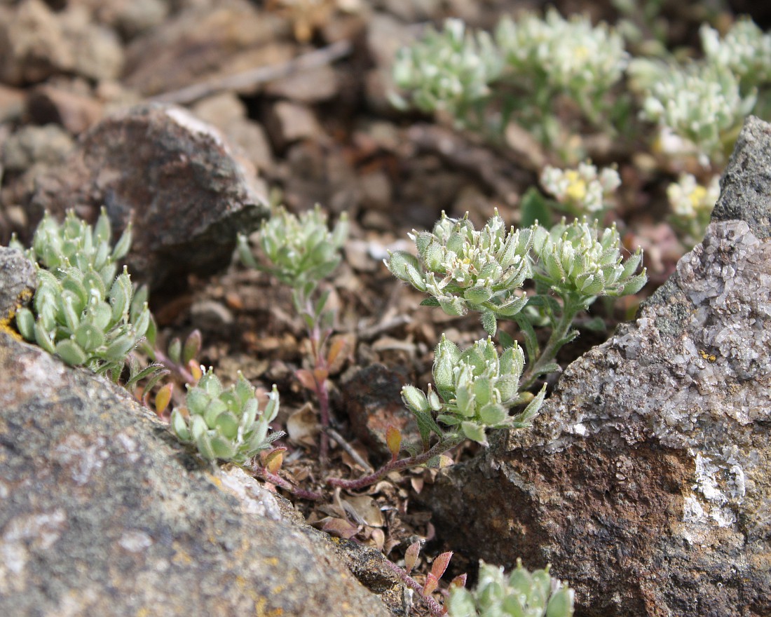 Изображение особи Alyssum umbellatum.