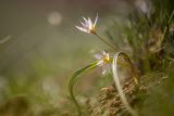 Tulipa biflora