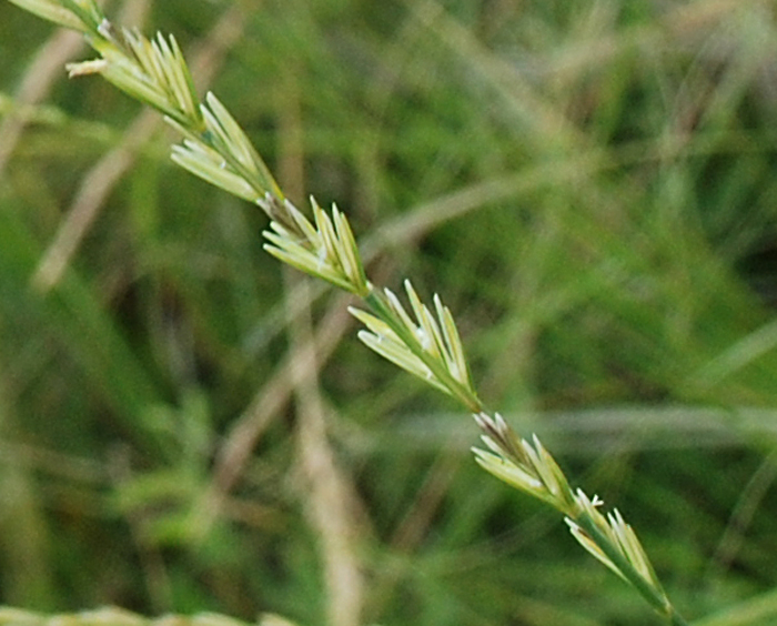 Изображение особи Elytrigia stipifolia.