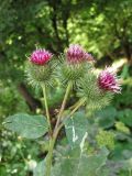 род Arctium