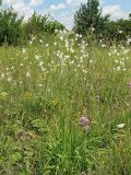 Anthericum ramosum. Цветущее растение на меловом склоне. Украина, Донецкая обл., Славянский р-н, окр. с. Сидорово. 09.07.2011.