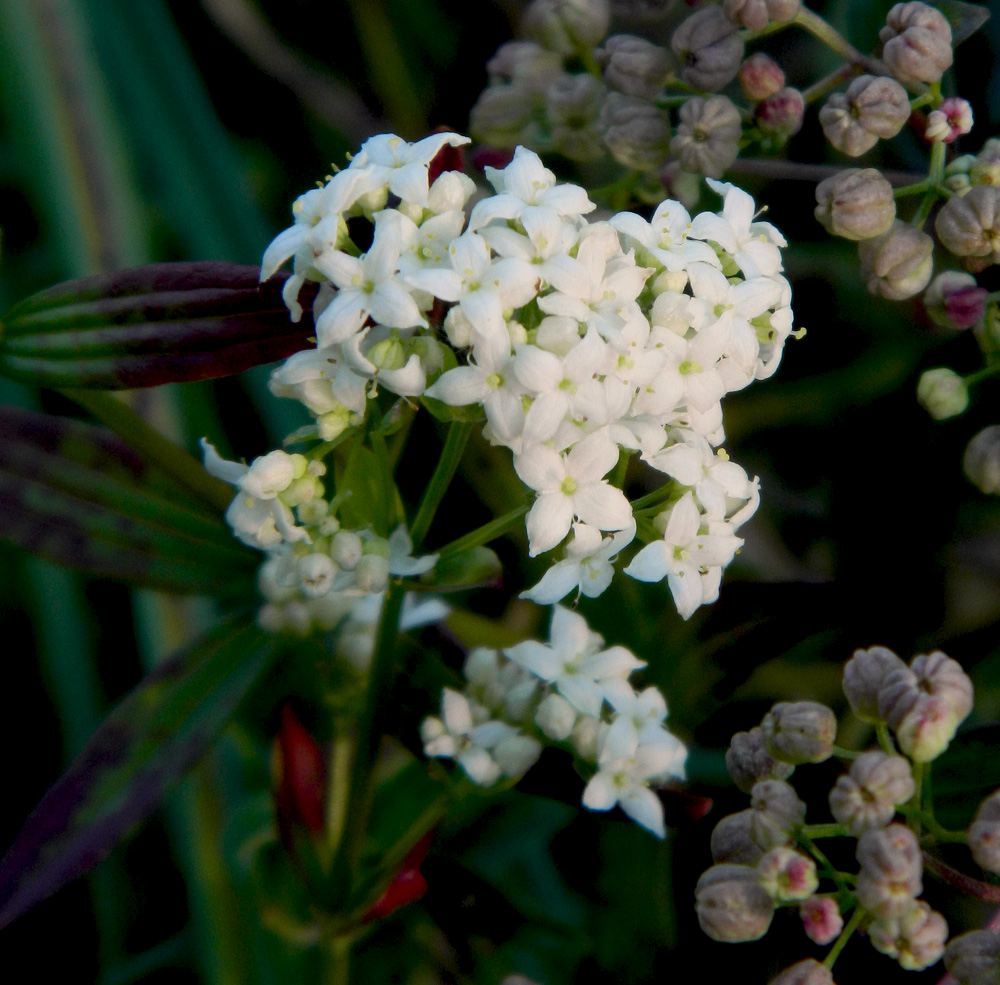 Изображение особи Galium physocarpum.