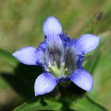 Gentiana septemfida. Цветок. Республика Адыгея, плато Лаго-Наки, ур. Верх. Цица. 24.07.2012.