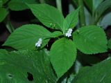 Impatiens parviflora