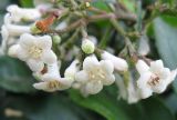 Viburnum suspensum