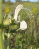 Salvia revelata. Цветок и бутоны. Украина, г. Запорожье, балка Партизанская. 01.05.2013.