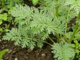 Pyrethrum coccineum