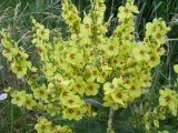 Verbascum marschallianum